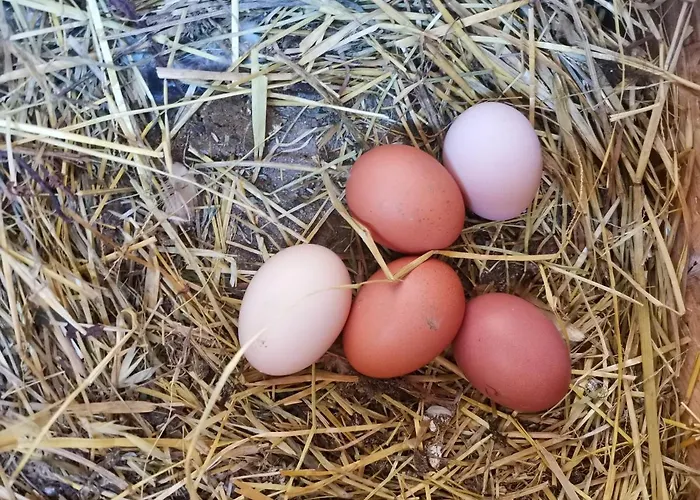 Ca' Restom 住宿加早餐酒店